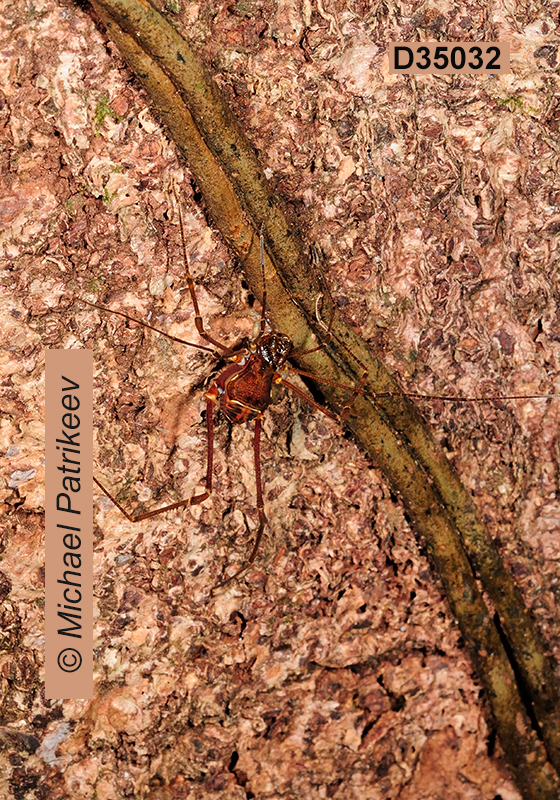 Santinezia serratotibialis (Cranaidae, Opiliones)